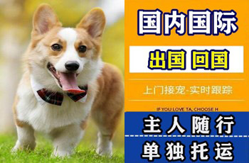 延安市宠物托运公司延安市宠物托运公司延安市宠物托运公司